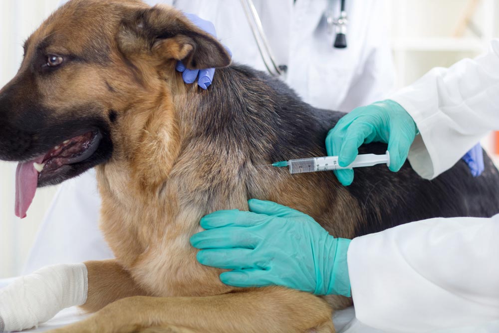 Free Rabies Vaccination Clinic on 10/5
