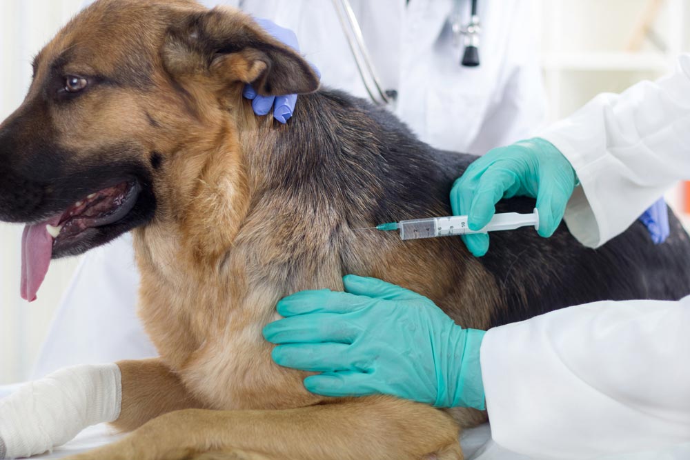 2024 Upcoming Rabies Clinics - Surrounding Towns