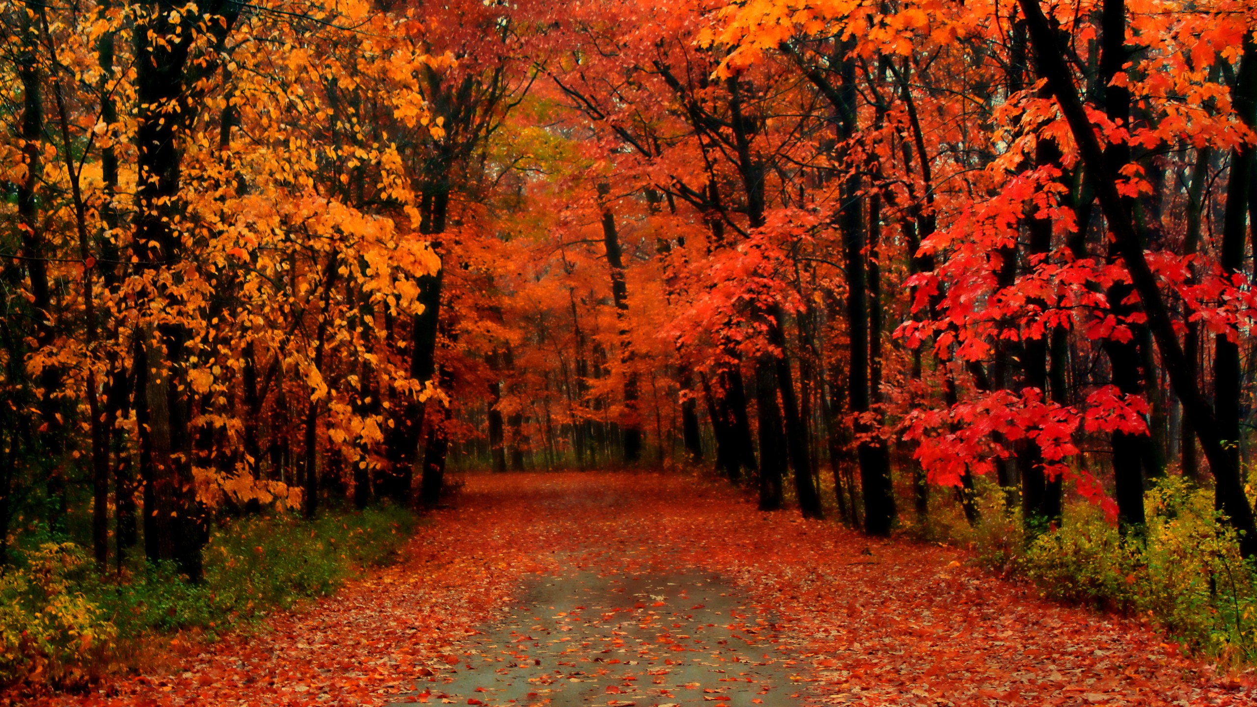 Bright and Vibrant: 2023 Fall Foliage Forecast for New Jersey