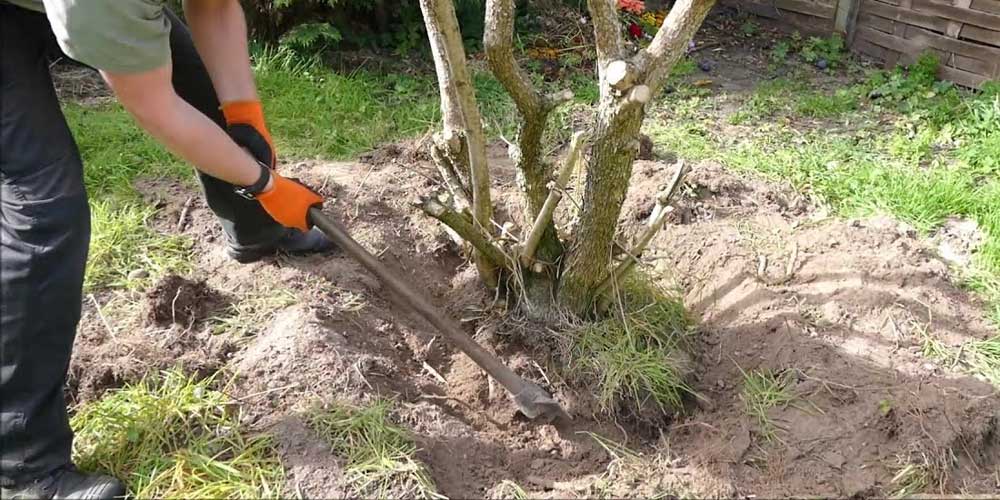 Secaucus Adapts Updated Tree Conservation Ordinance